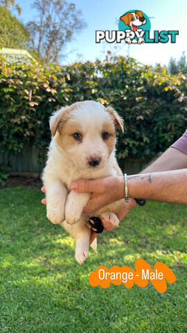 Purebred Border Collie Puppies