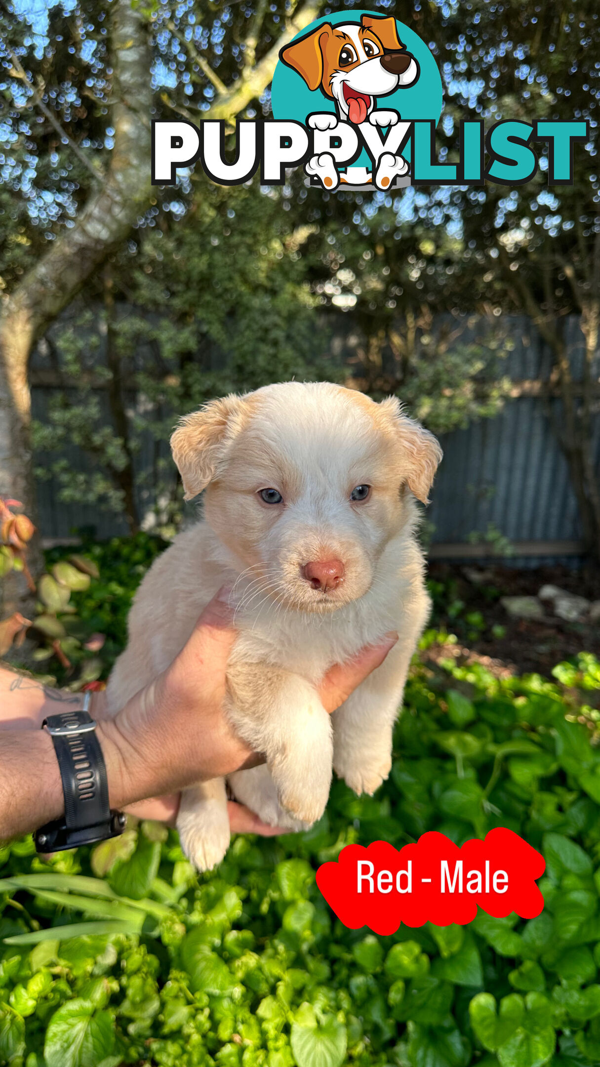 Purebred Border Collie Puppies