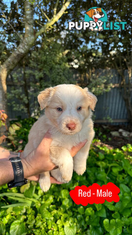 Purebred Border Collie Puppies