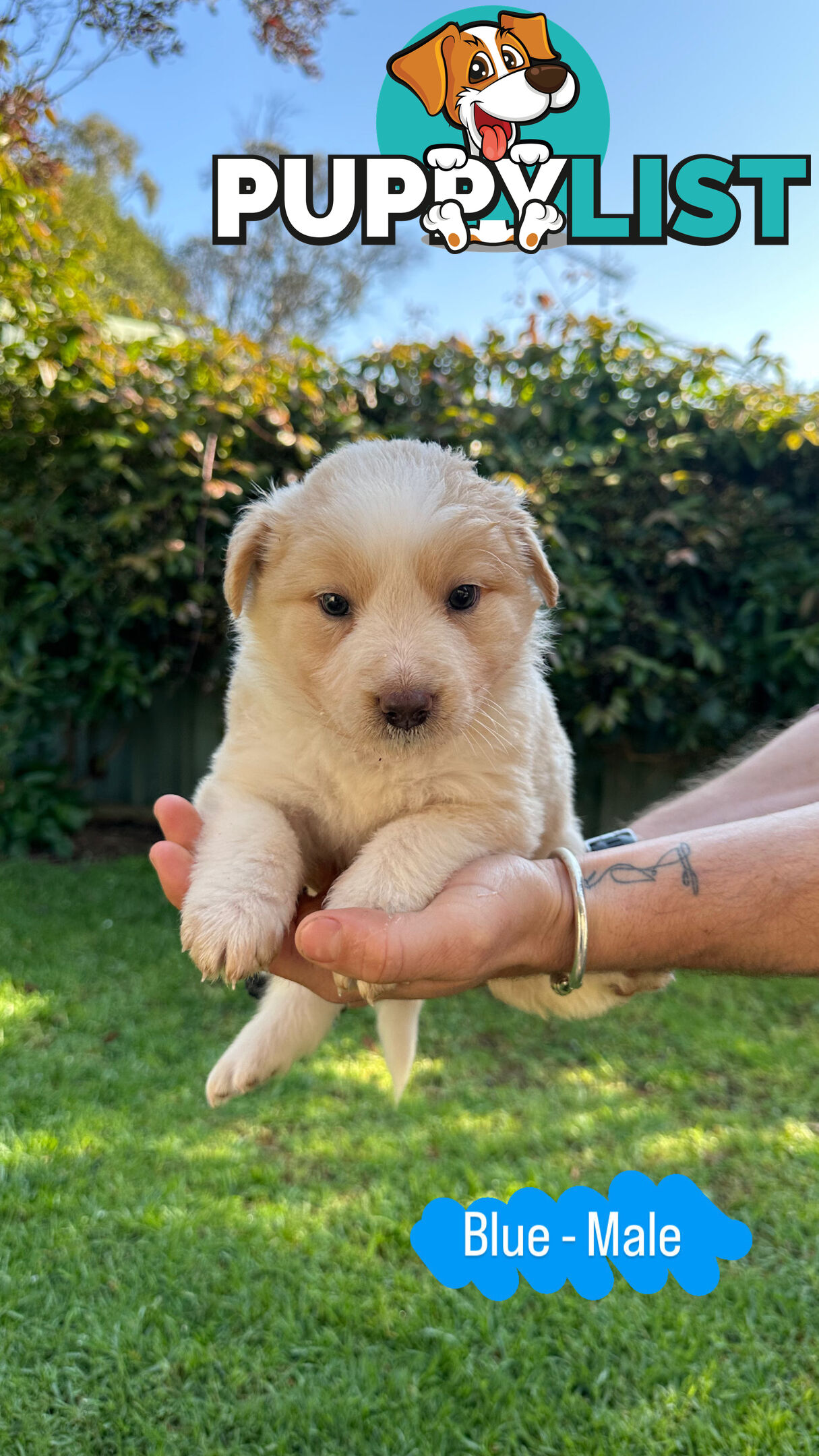 Purebred Border Collie Puppies