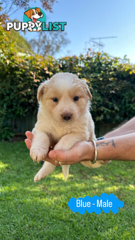 Purebred Border Collie Puppies