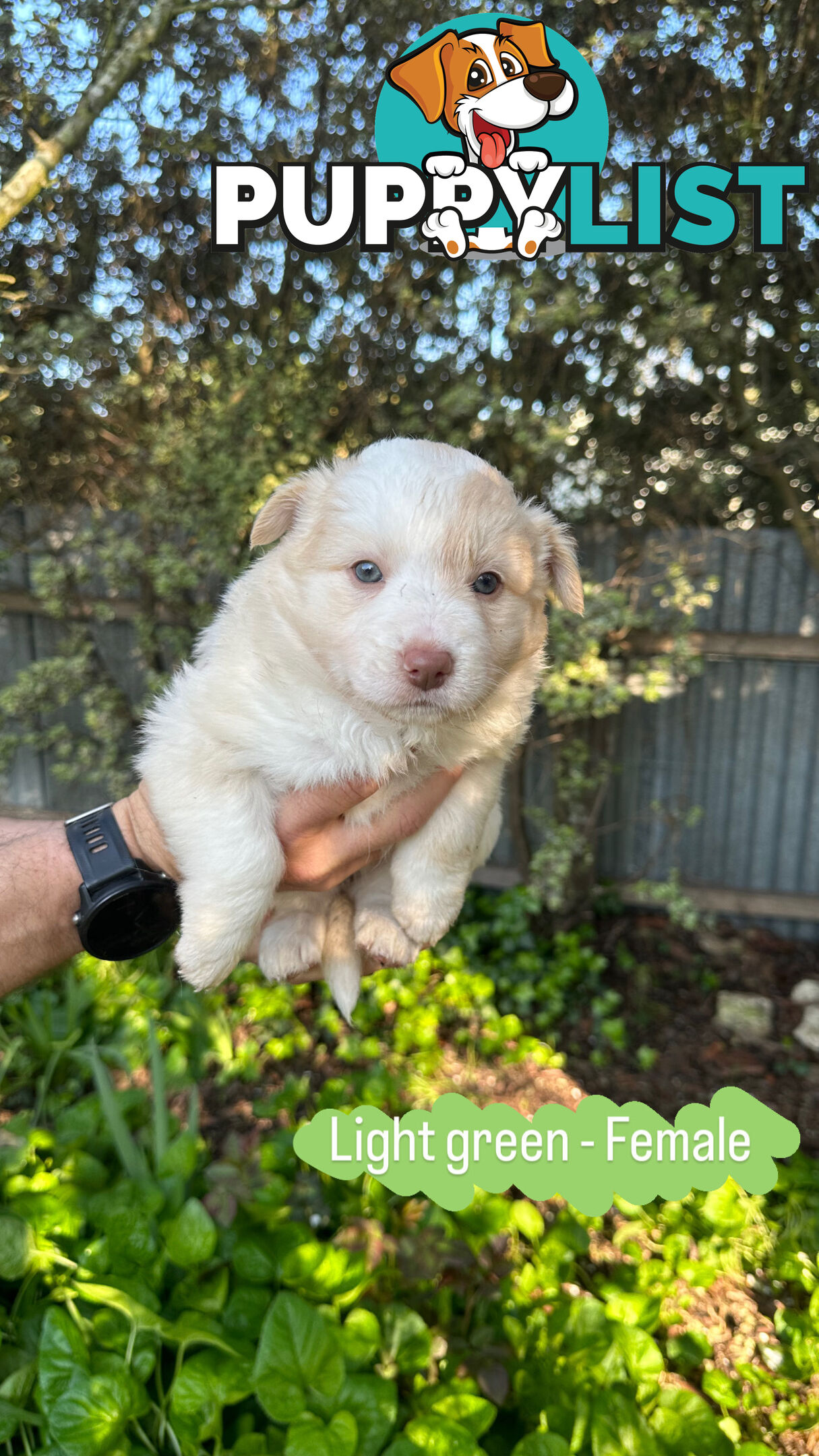 Purebred Border Collie Puppies