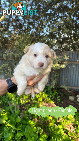 Purebred Border Collie Puppies