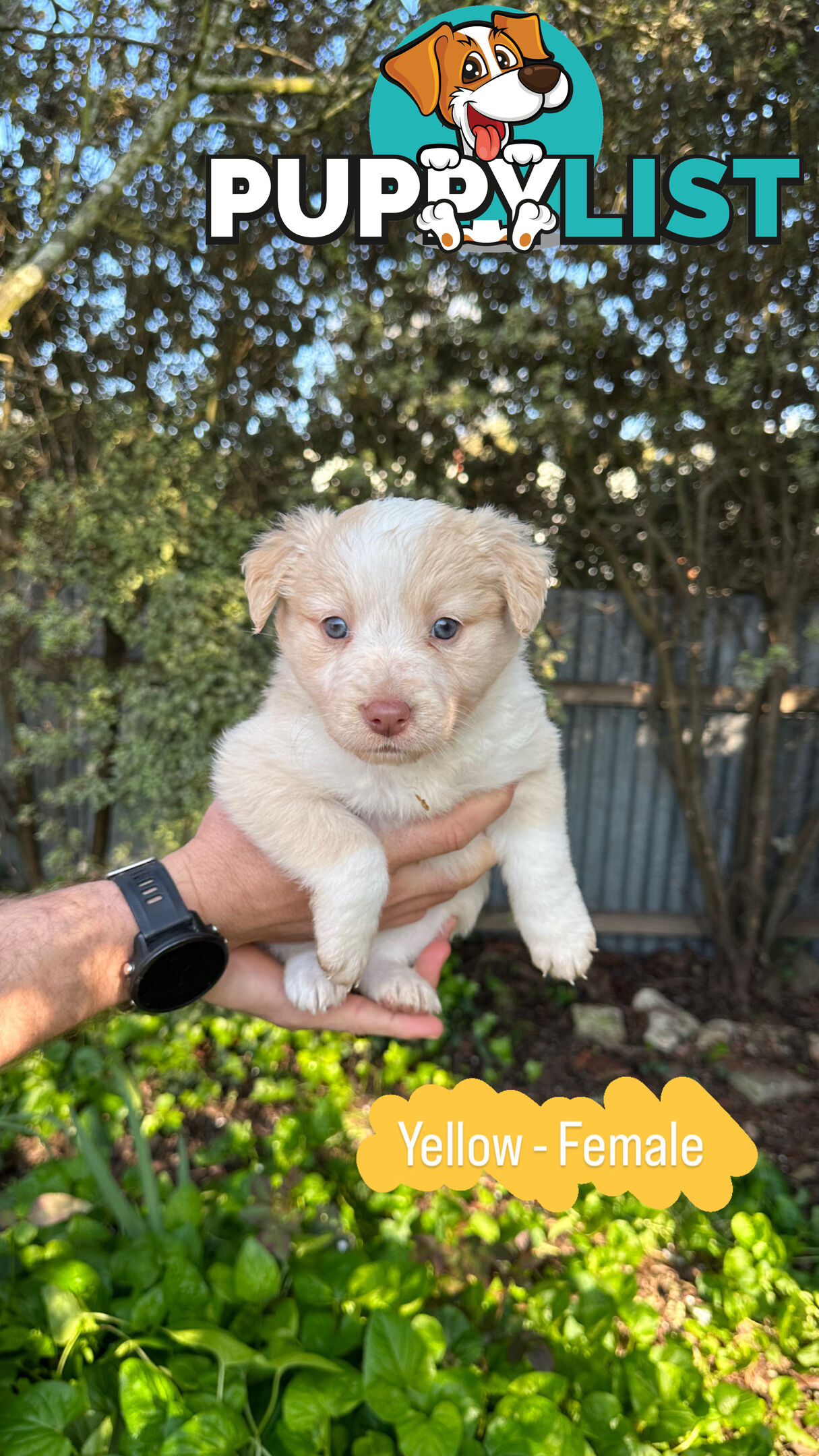 Purebred Border Collie Puppies