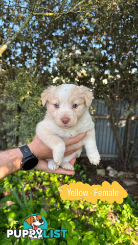 Purebred Border Collie Puppies