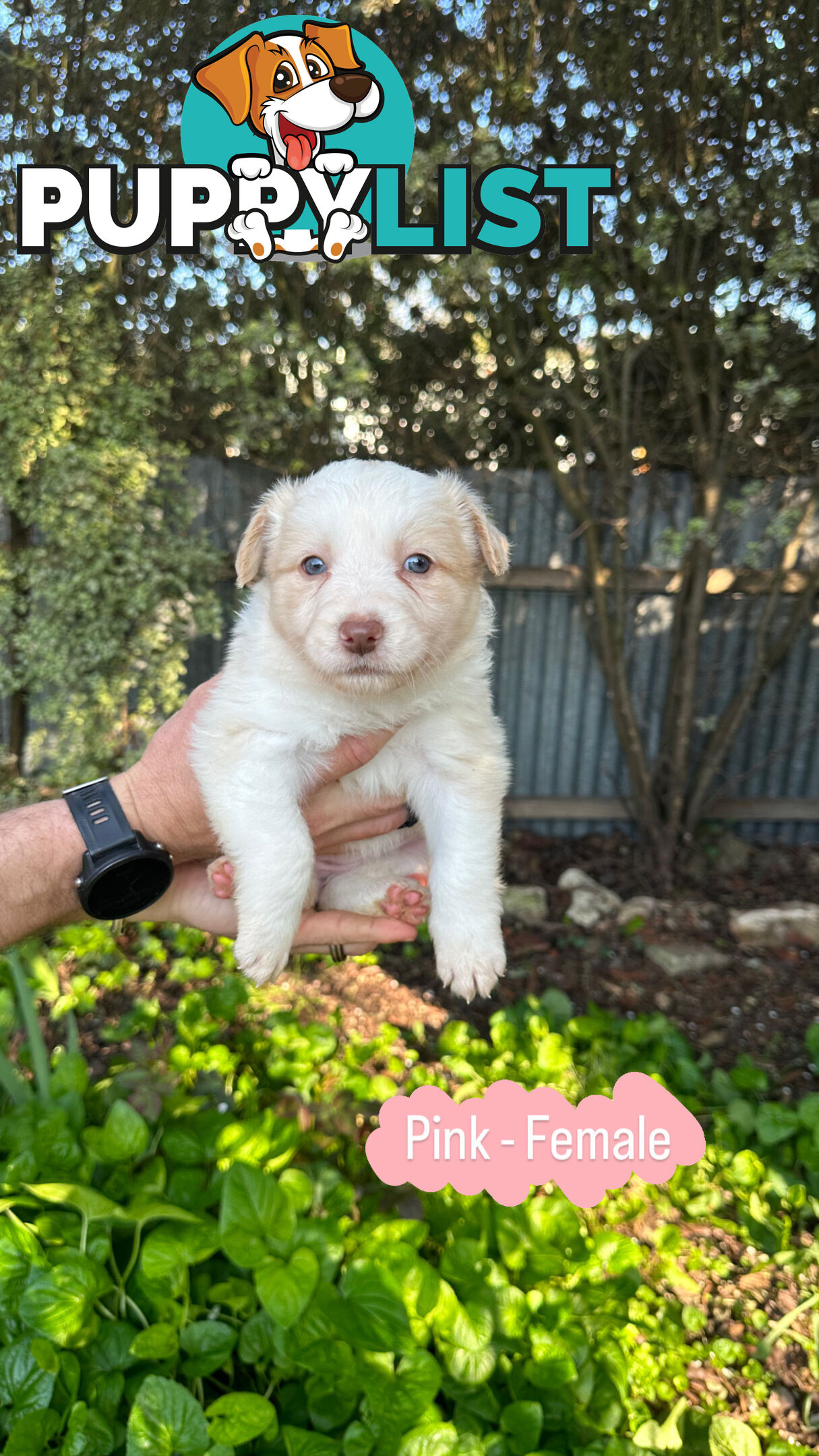 Purebred Border Collie Puppies