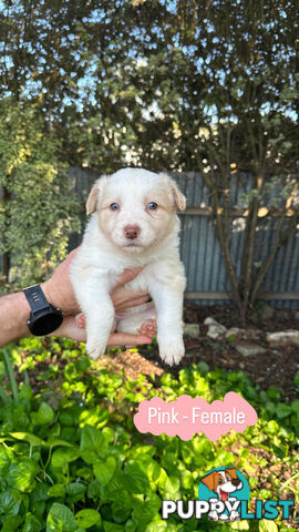 Purebred Border Collie Puppies