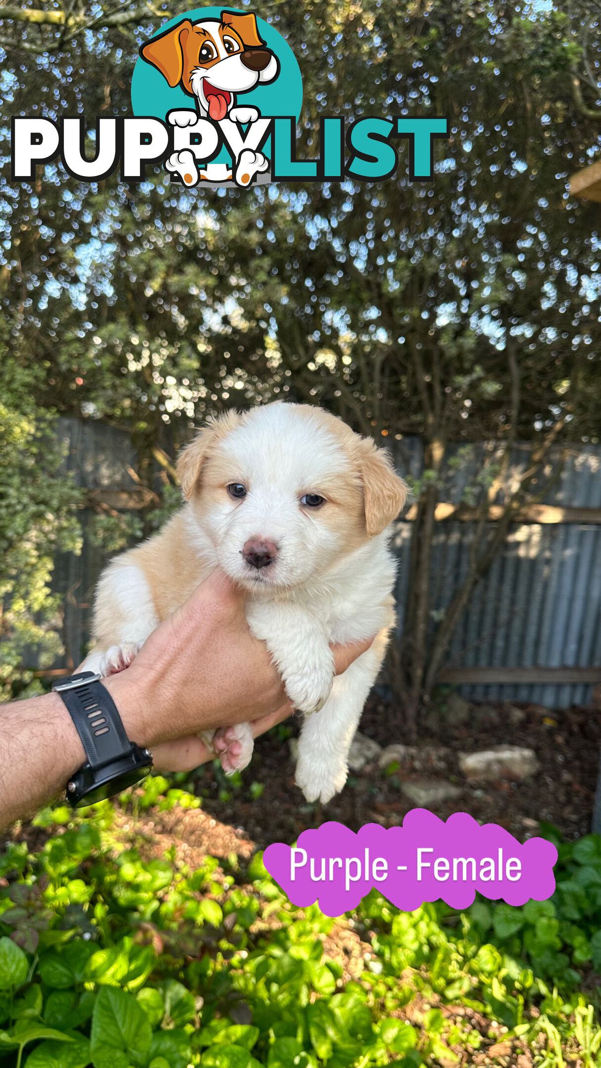 Purebred Border Collie Puppies