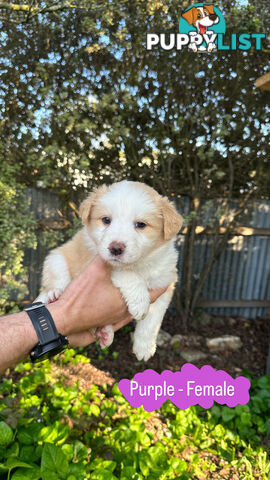 Purebred Border Collie Puppies