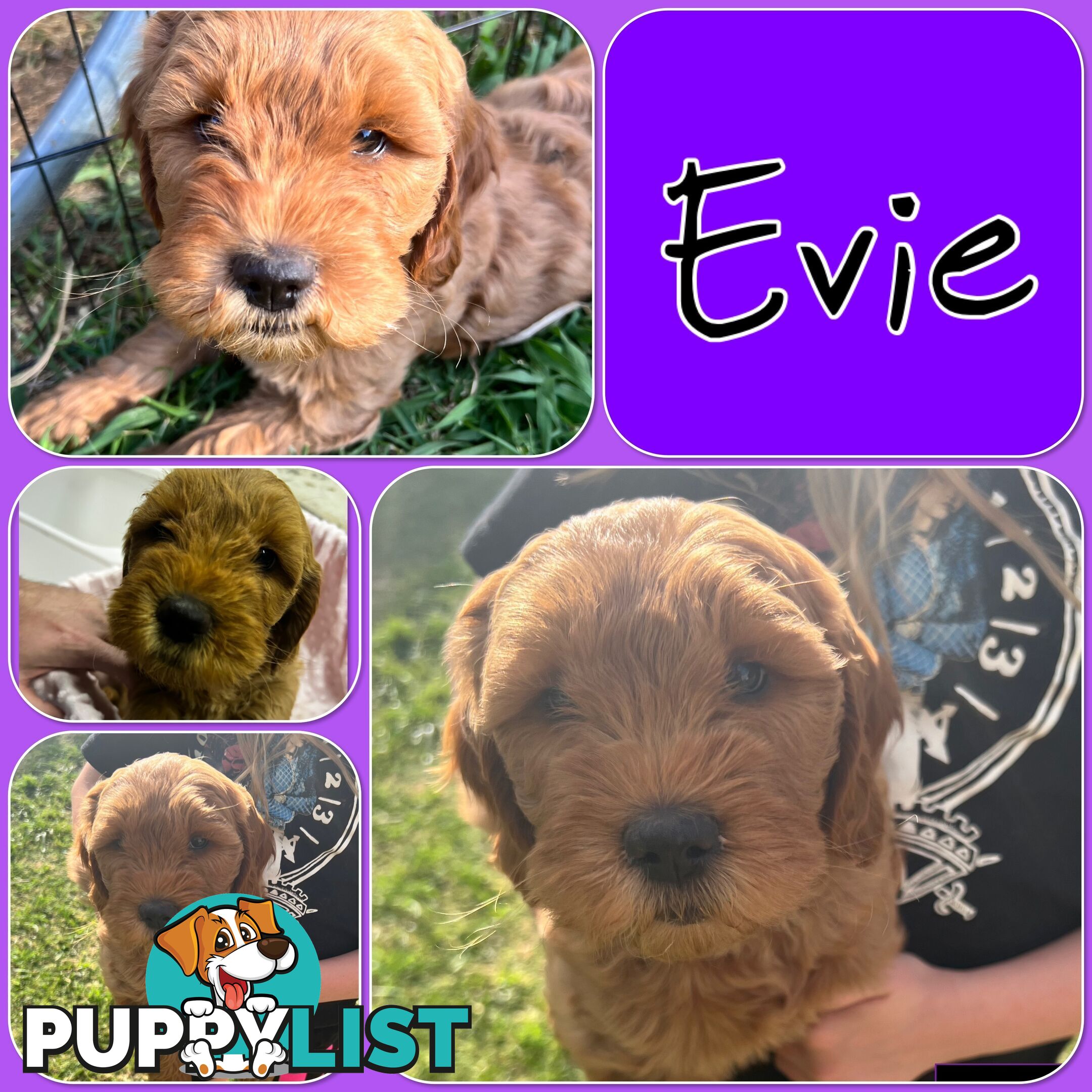 6 Beautiful F2 Groodle puppies for sale