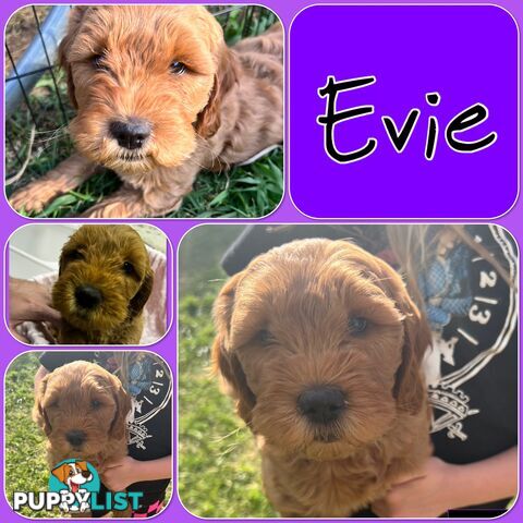 6 Beautiful F2 Groodle puppies for sale