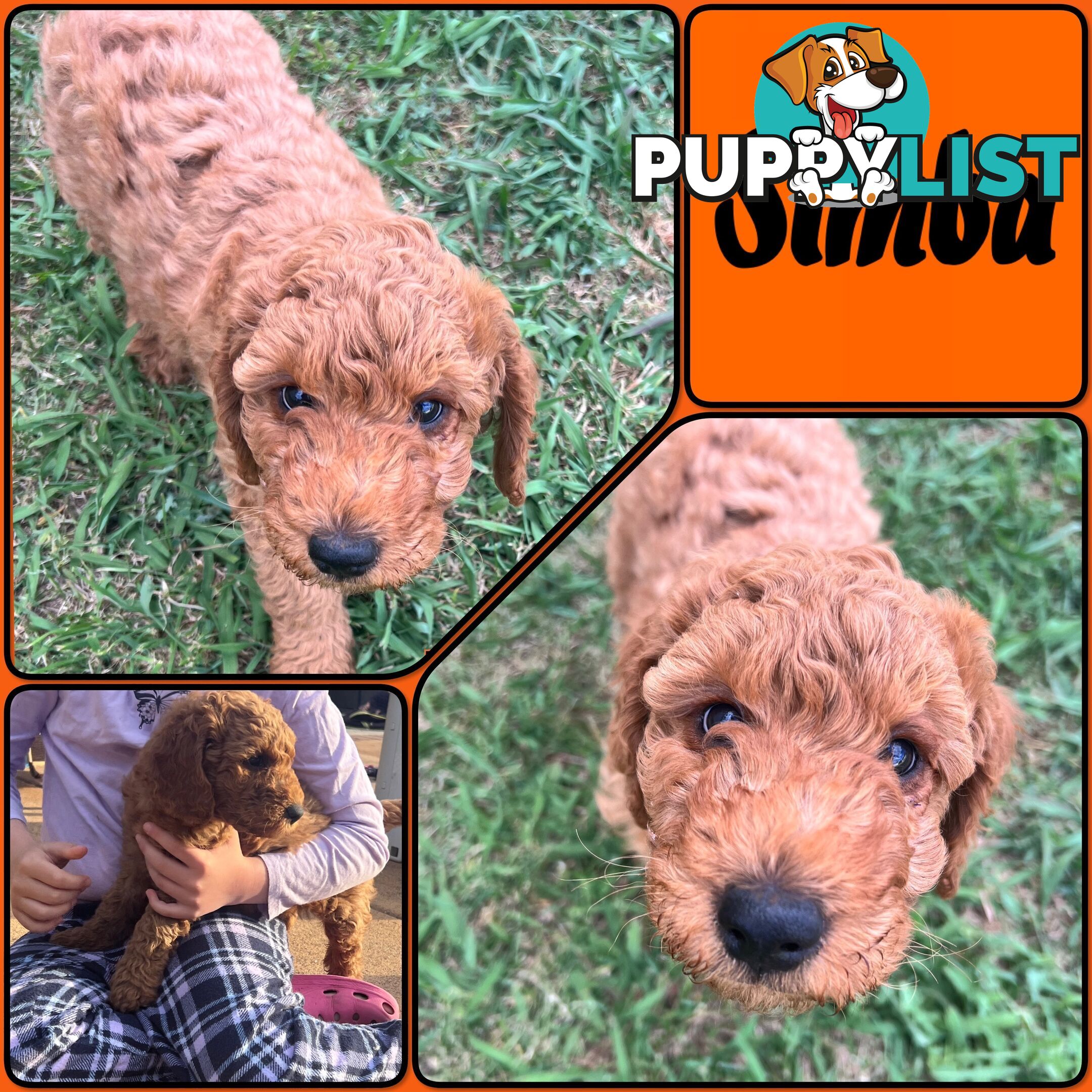 6 Beautiful F2 Groodle puppies for sale