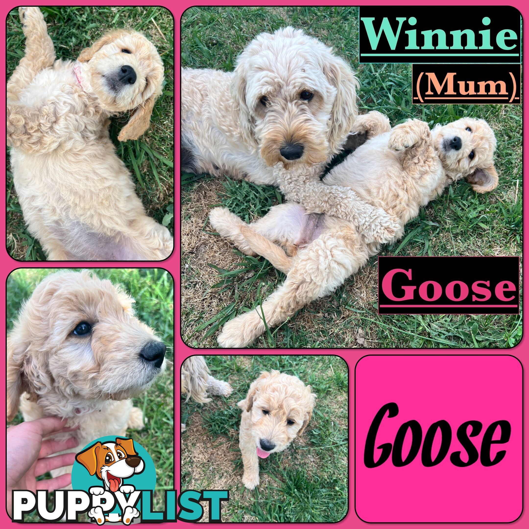 6 Beautiful F2 Groodle puppies for sale