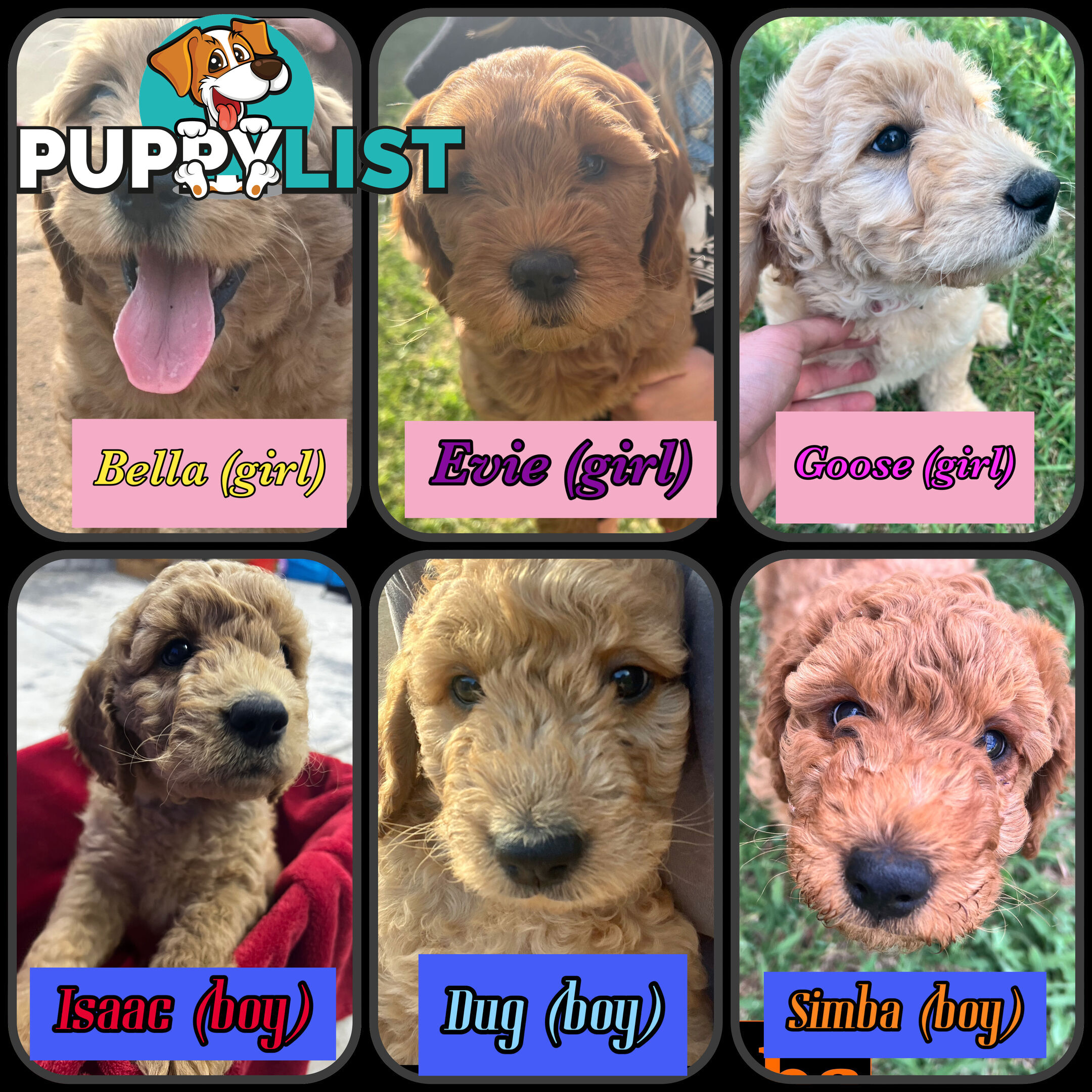 6 Beautiful F2 Groodle puppies for sale