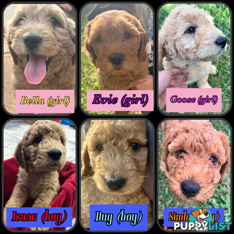 6 Beautiful F2 Groodle puppies for sale