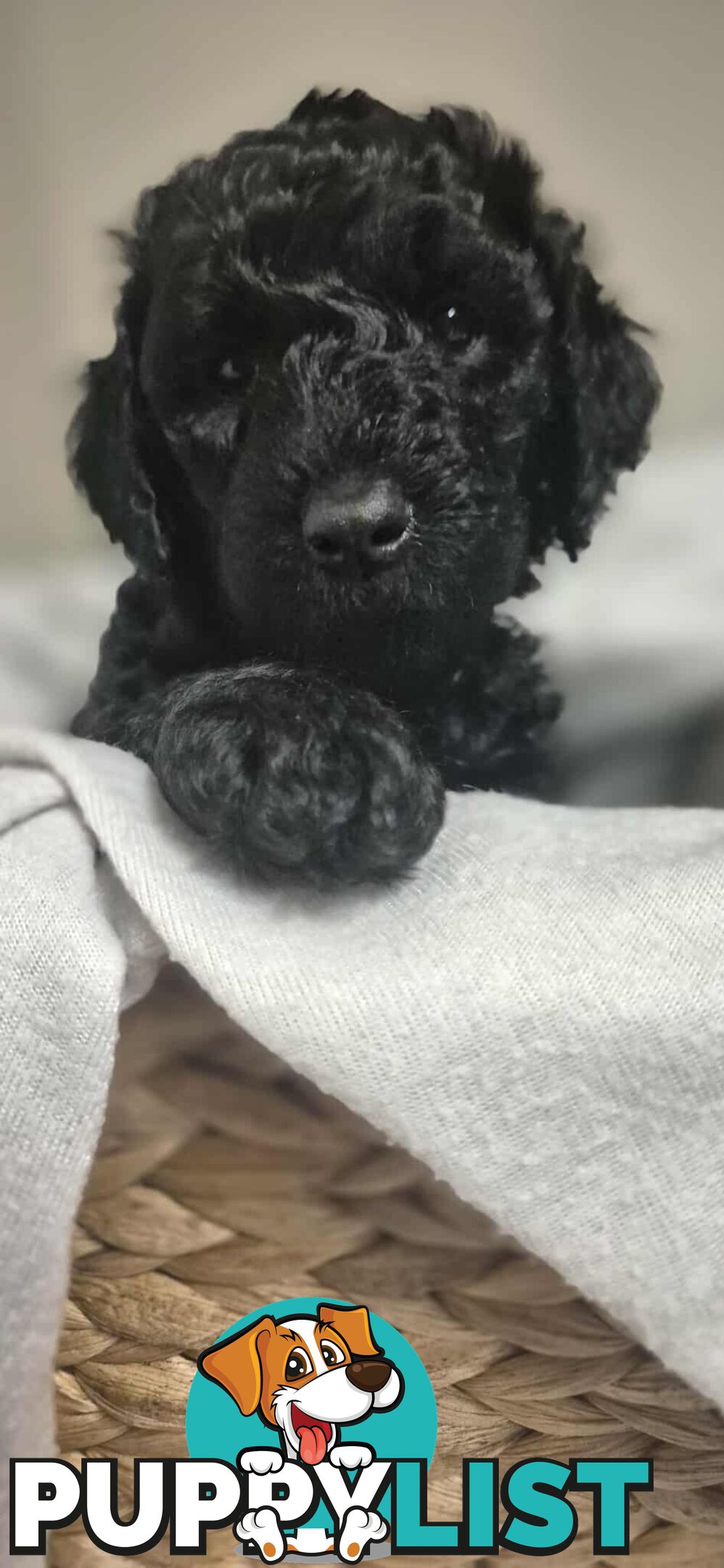 Standard Poodle Puppies