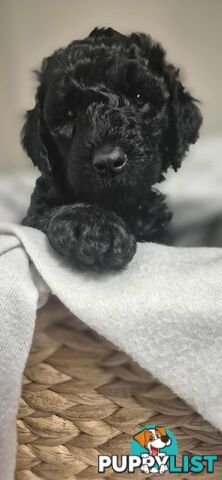 Standard Poodle Puppies
