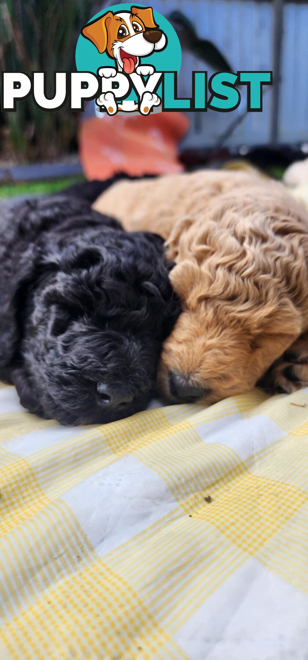 Standard Poodle Puppies