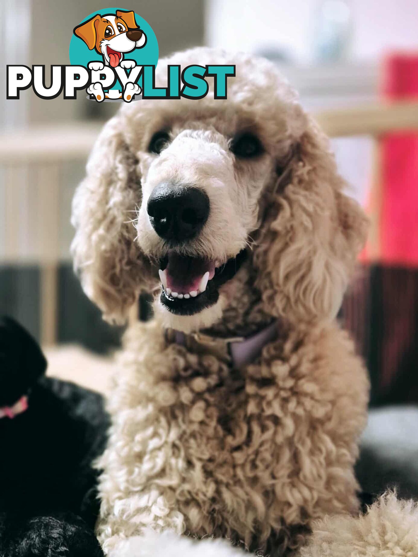 Standard Poodle Puppies