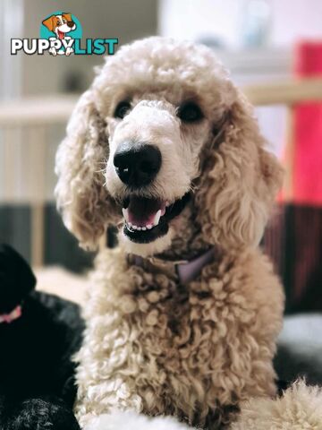 Standard Poodle Puppies