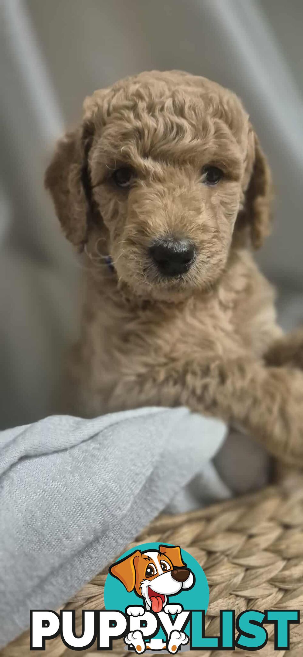 Standard Poodle Puppies
