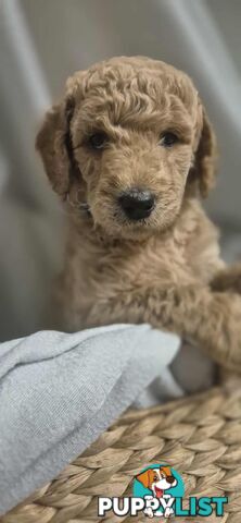 Standard Poodle Puppies