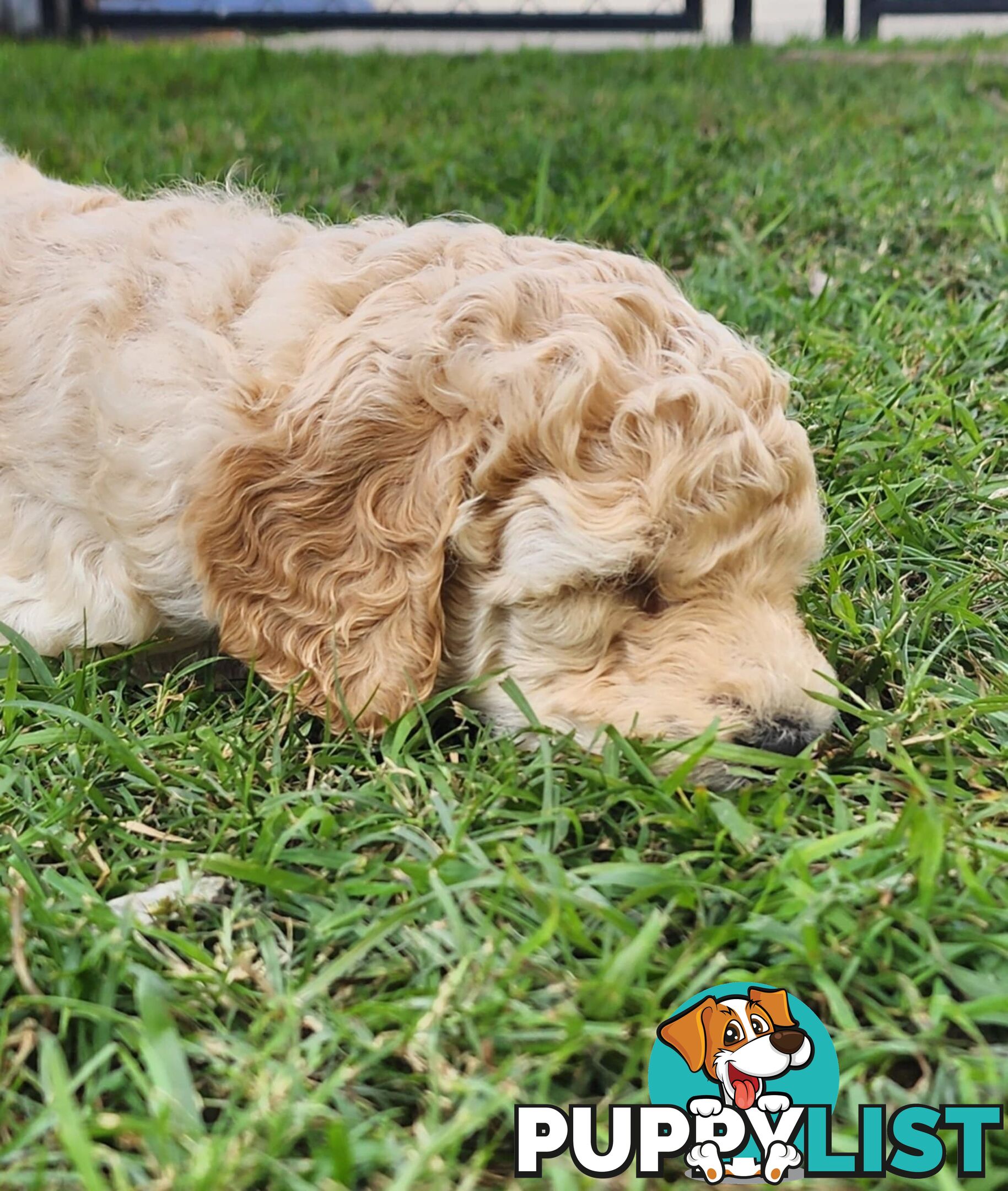 Standard Poodle Puppies
