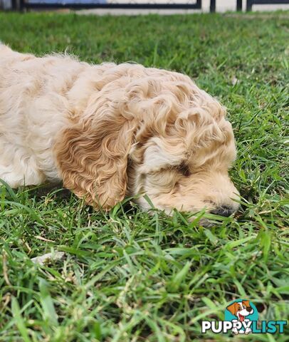 Standard Poodle Puppies