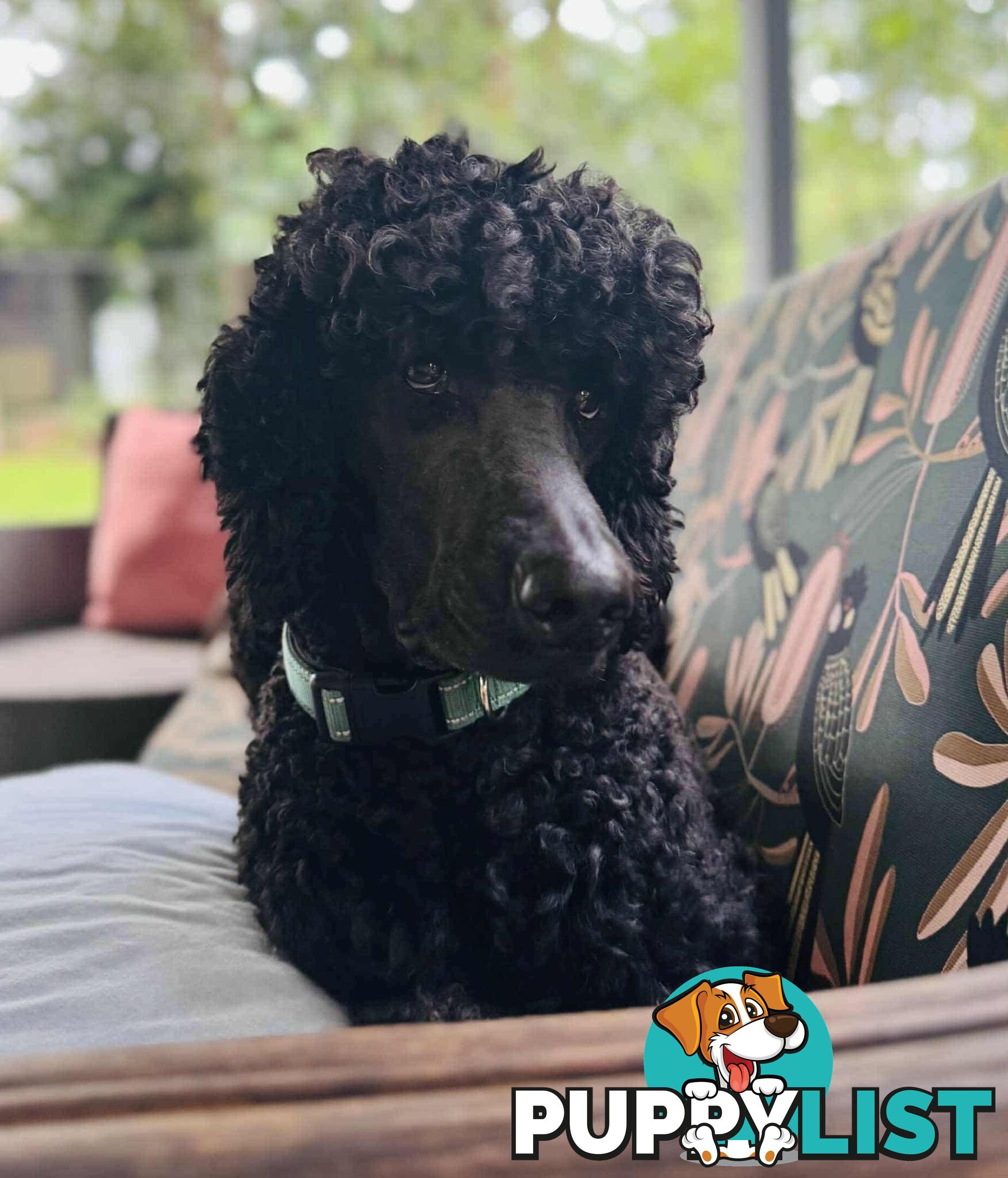 Standard Poodle Puppies