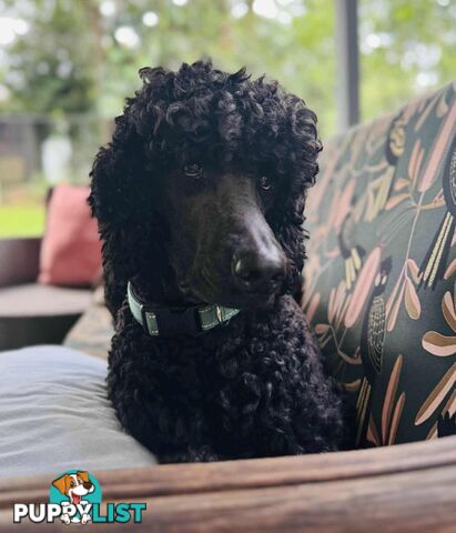 Standard Poodle Puppies