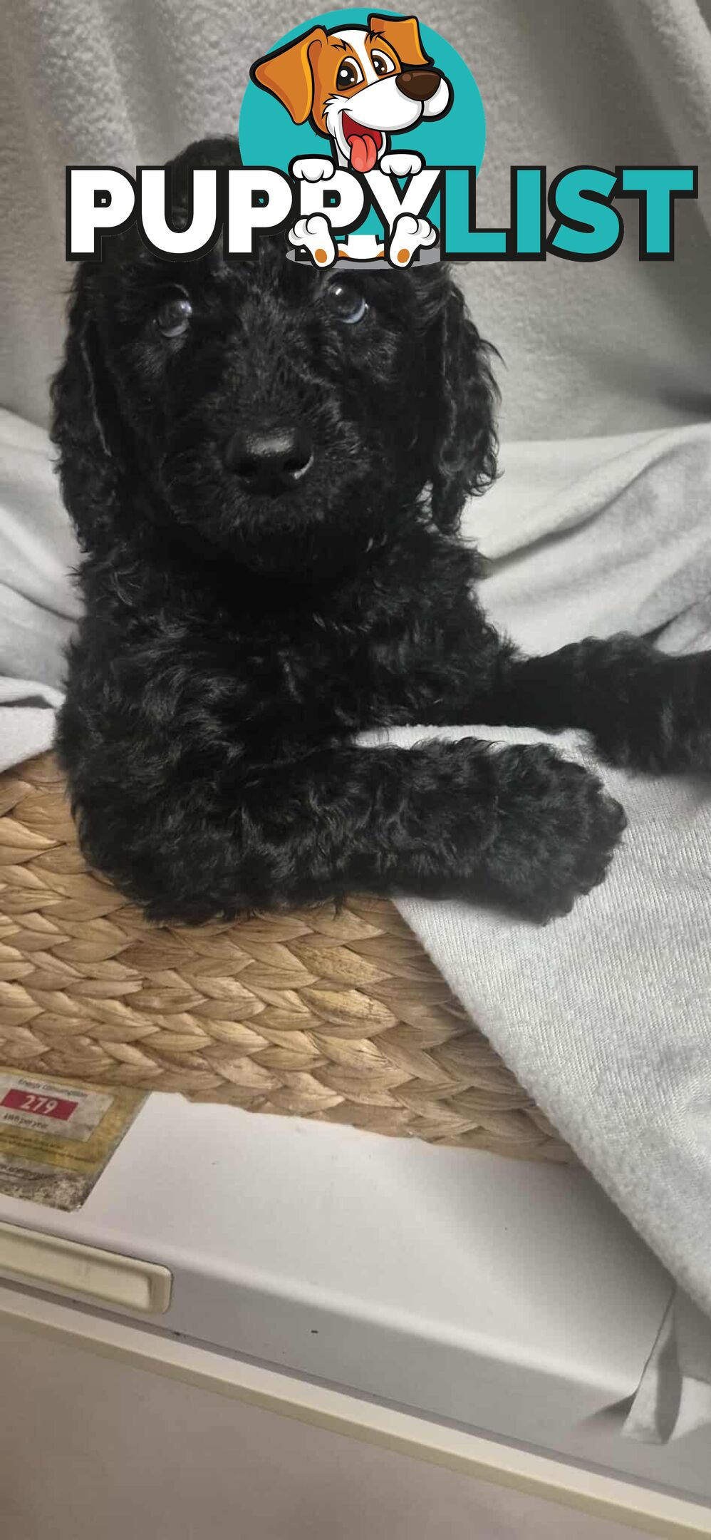 Standard Poodle Puppies