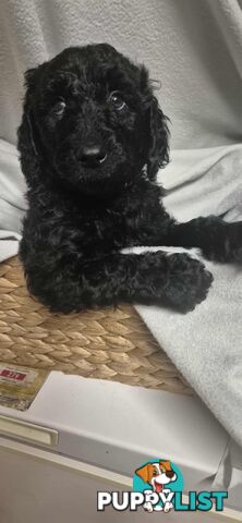 Standard Poodle Puppies