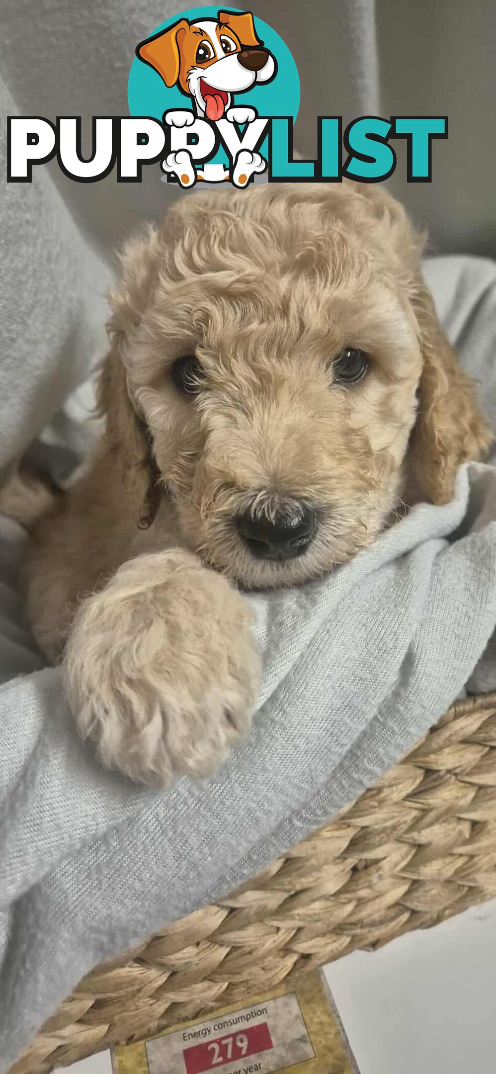 Standard Poodle Puppies