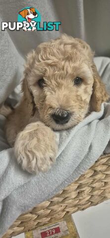 Standard Poodle Puppies