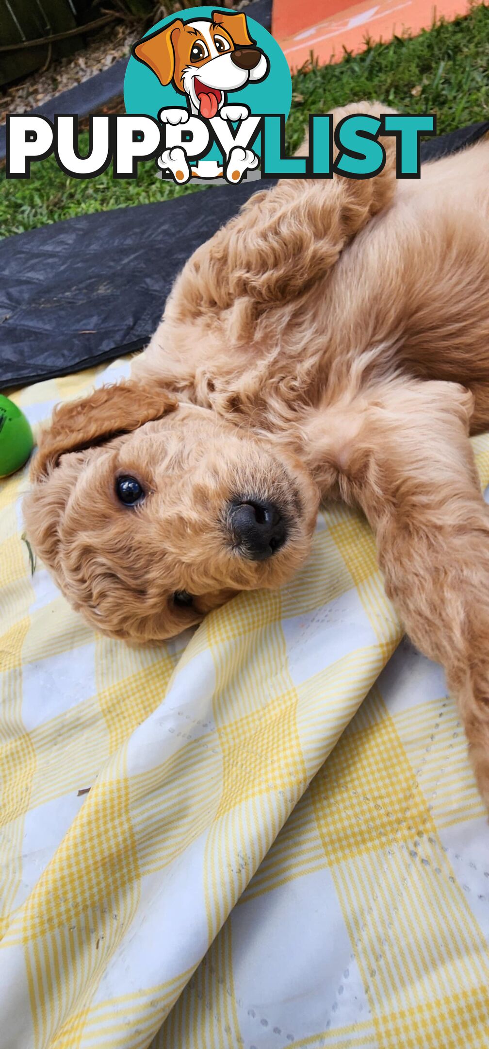 Standard Poodle Puppies