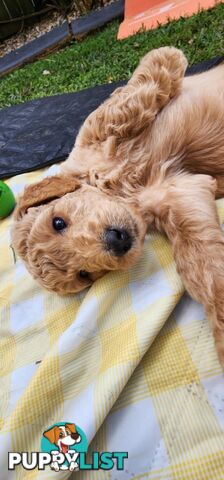 Standard Poodle Puppies
