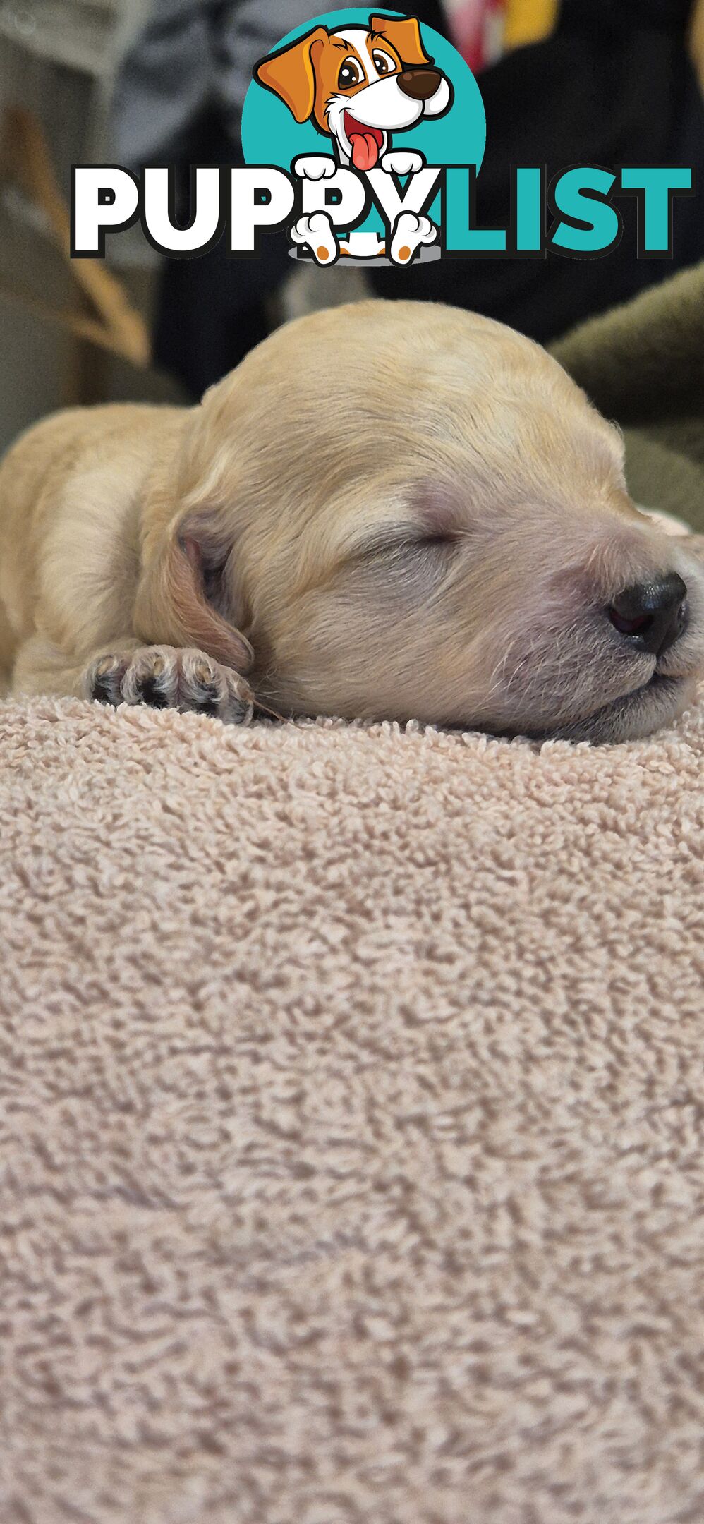 Standard Poodle Pups