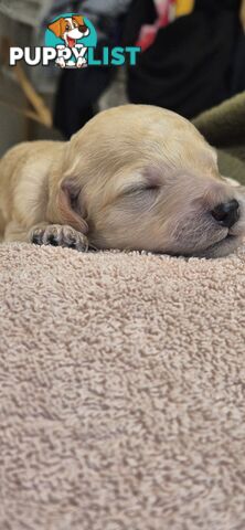 Standard Poodle Pups