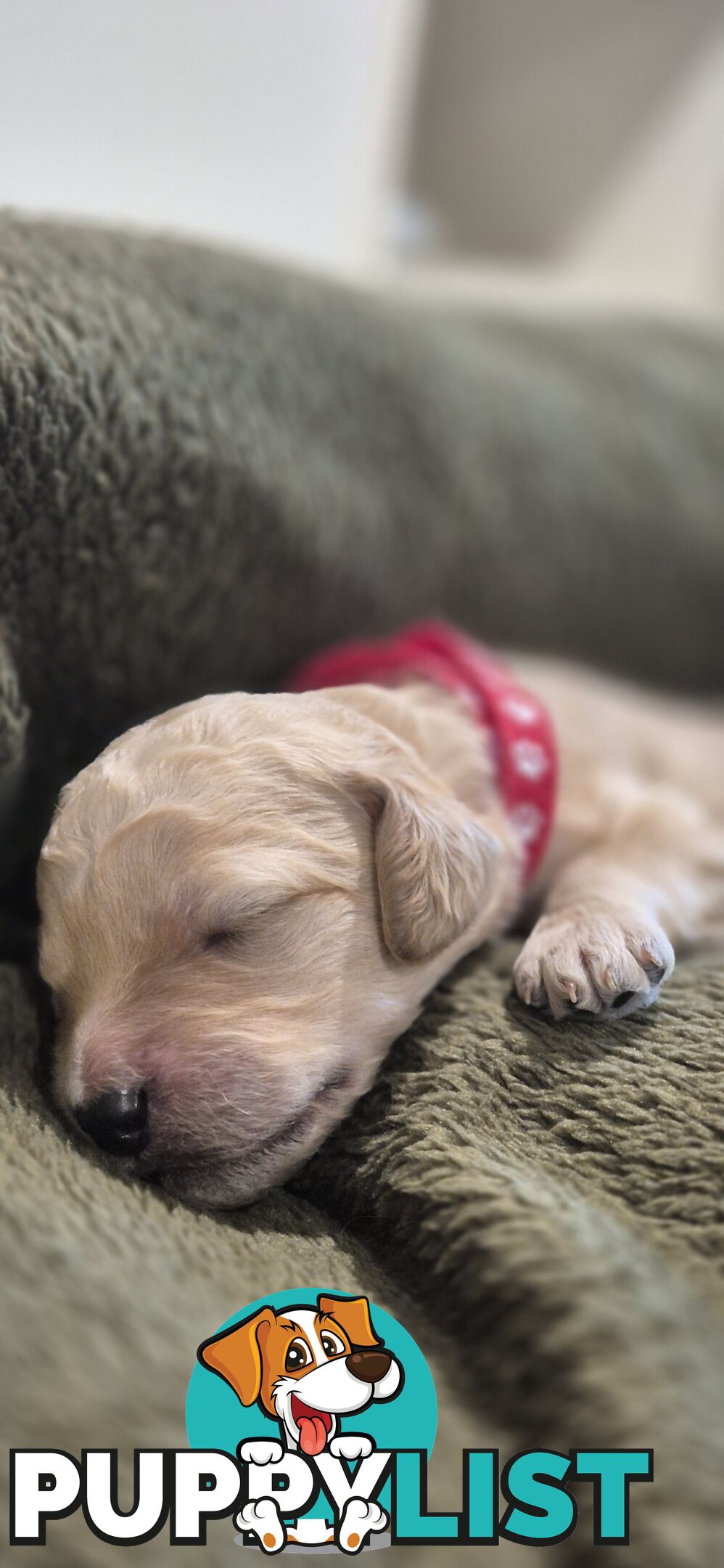 Standard Poodle Pups