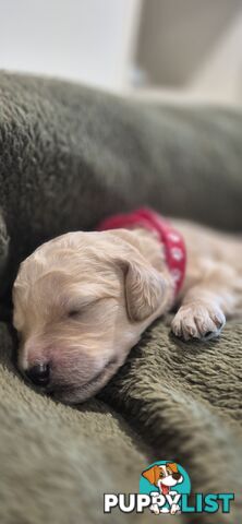 Standard Poodle Pups