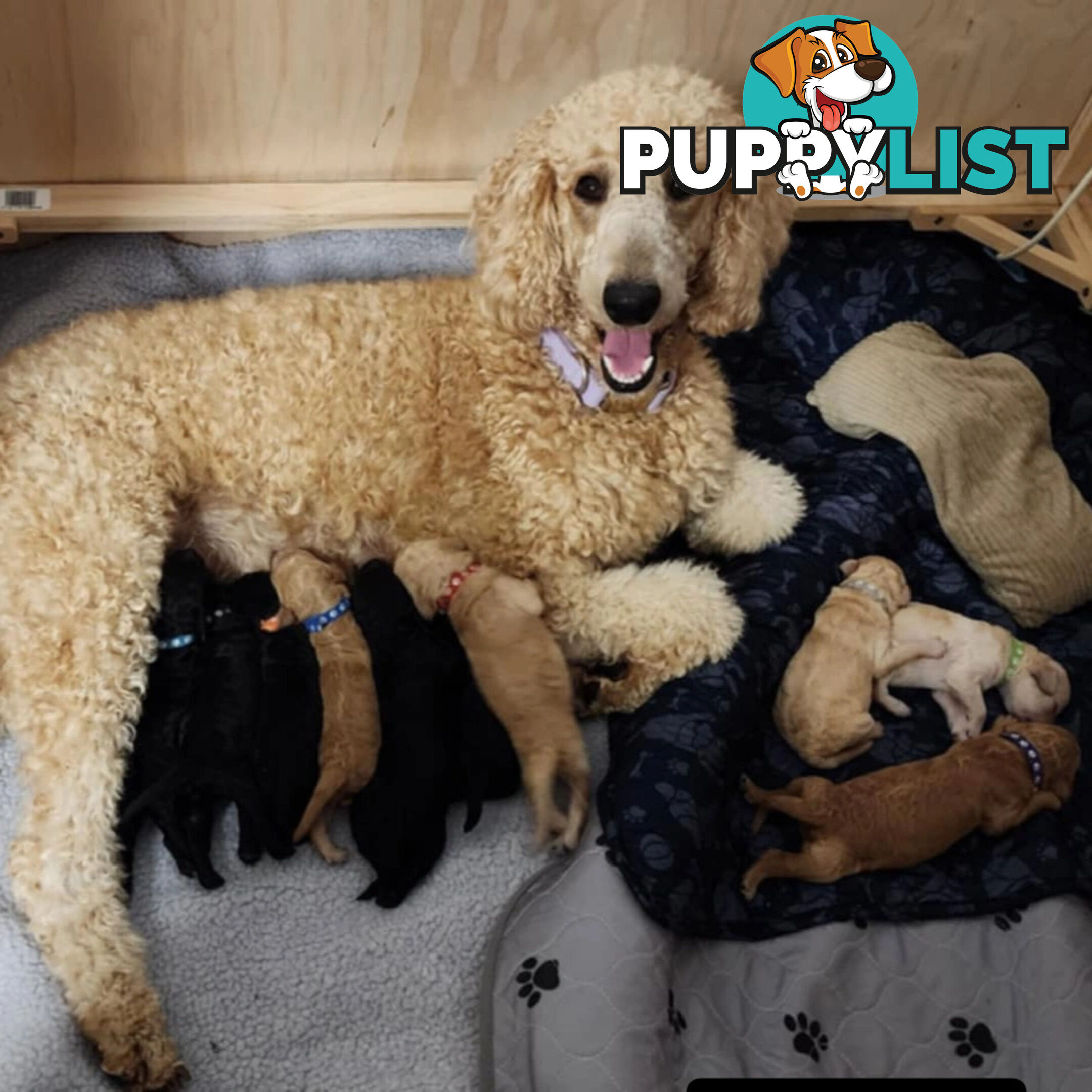 Standard Poodle Pups