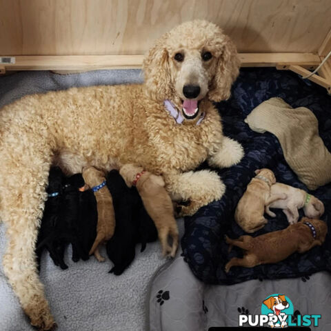 Standard Poodle Pups