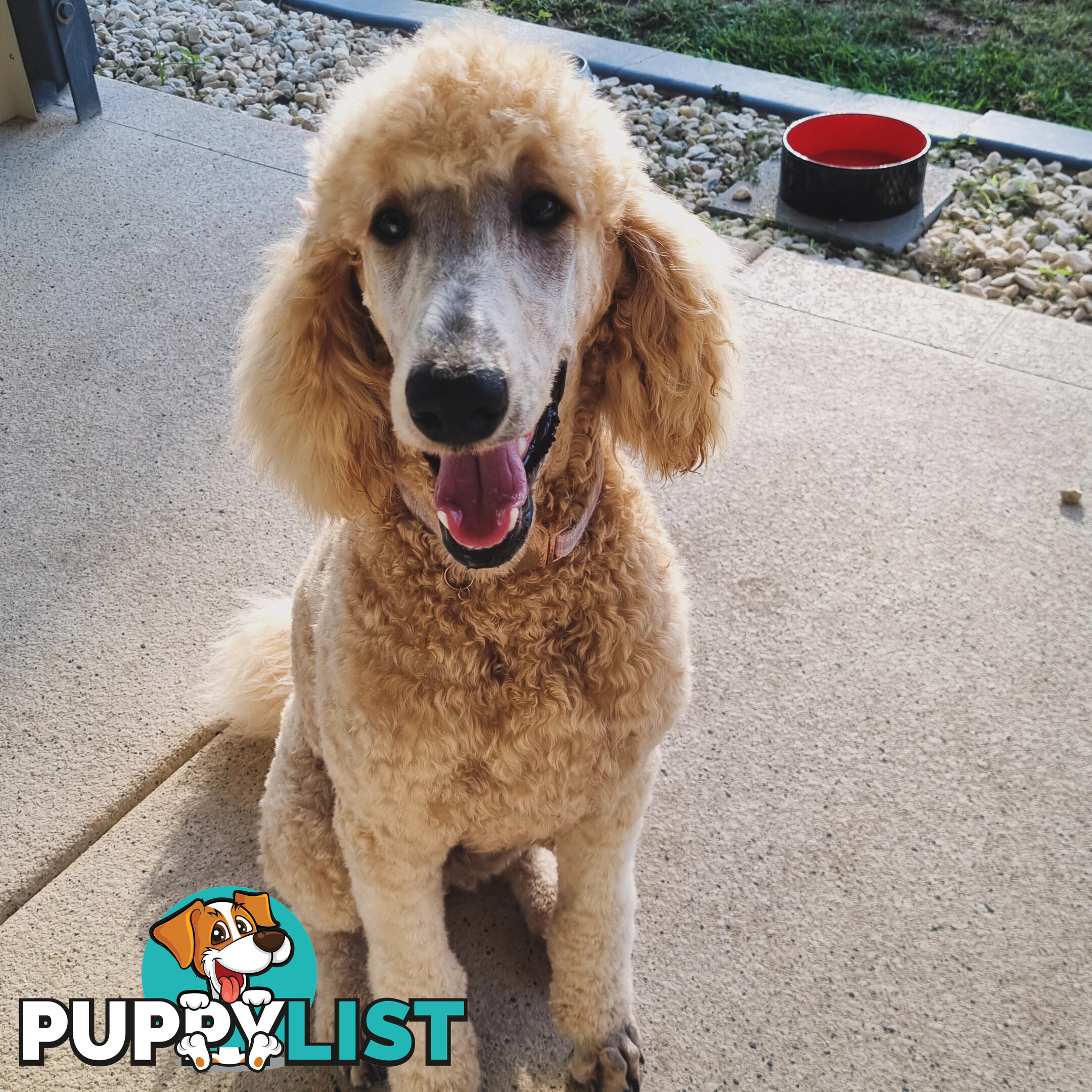 Standard Poodle Pups