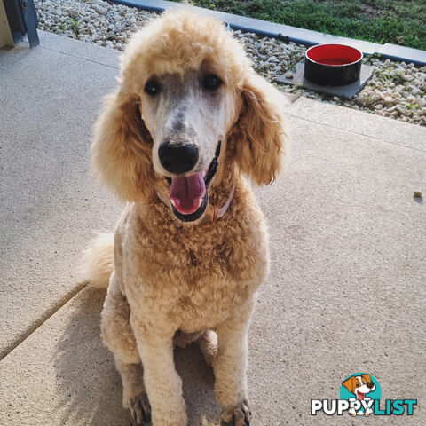Standard Poodle Pups