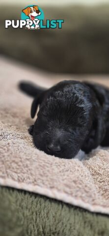 Standard Poodle Pups