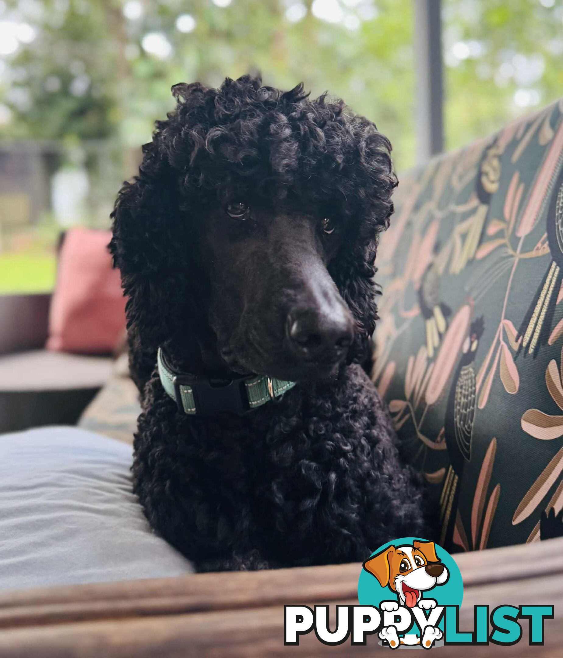 Standard Poodle Pups