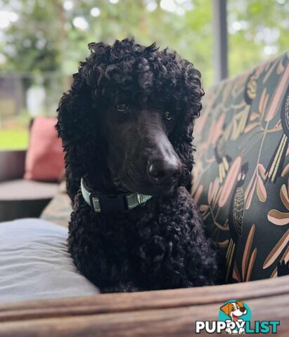 Standard Poodle Pups