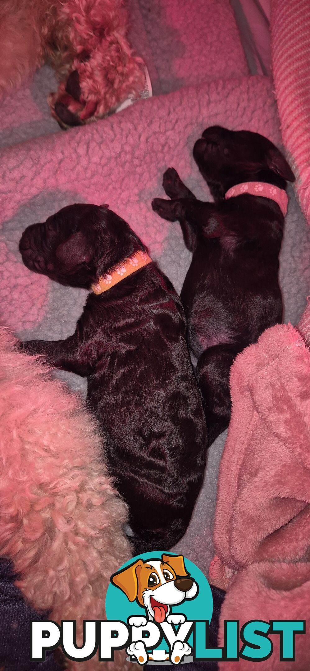 Standard Poodle Pups