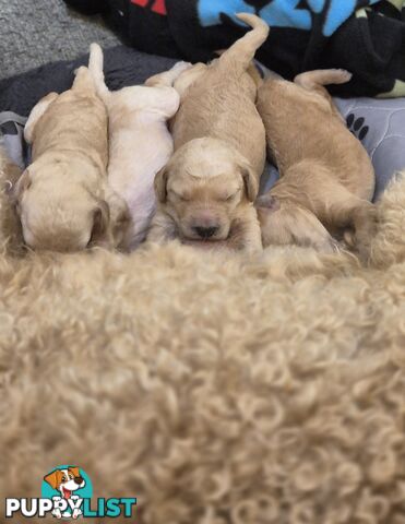 Standard Poodle Pups