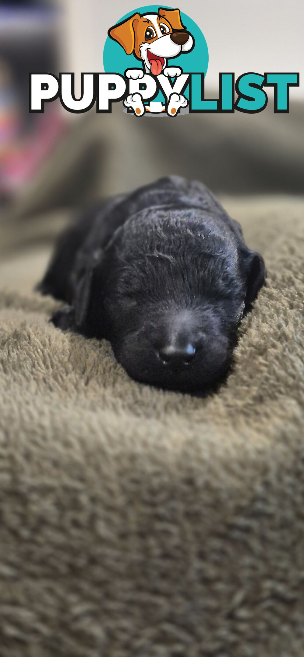 Standard Poodle Pups
